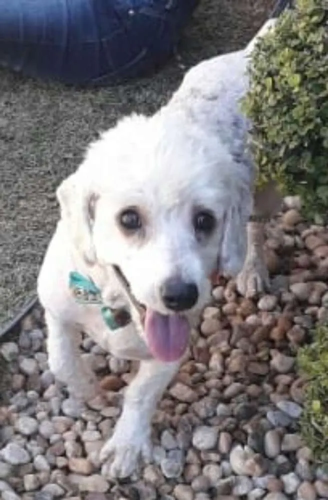 Cachorro ra a Poodle  idade 3 anos nome Fred 