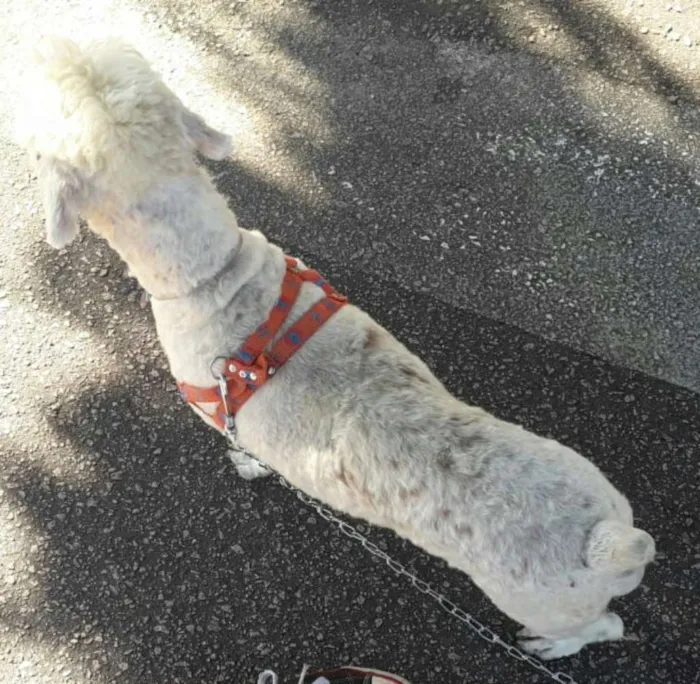 Cachorro ra a Poodle  idade 3 anos nome Fred 