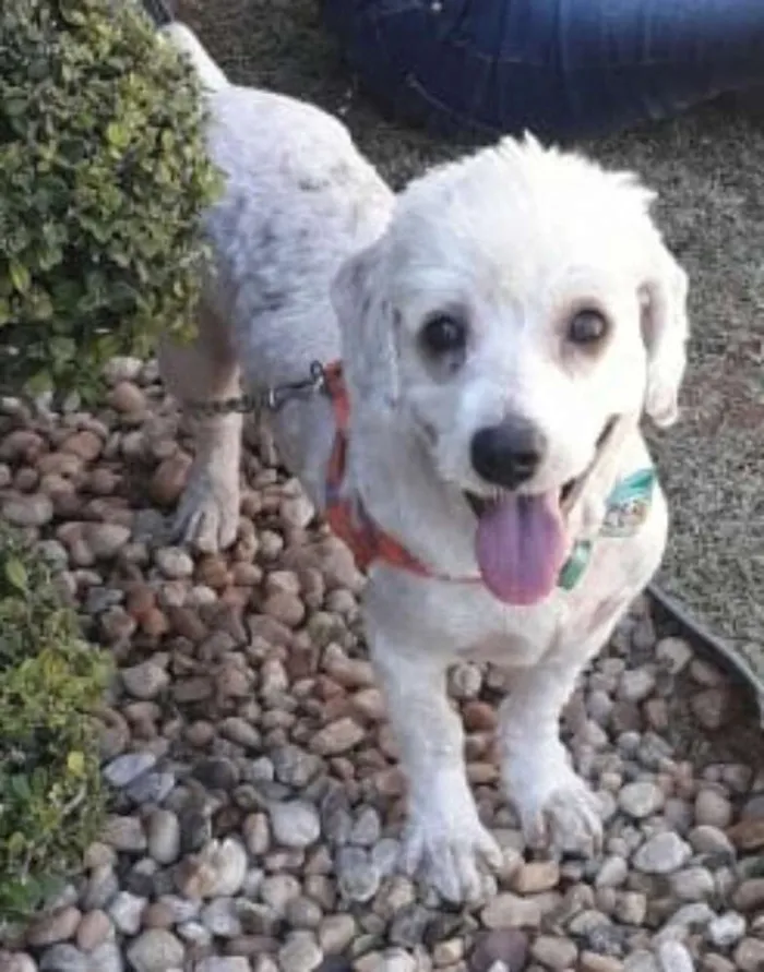 Cachorro ra a Poodle  idade 3 anos nome Fred 