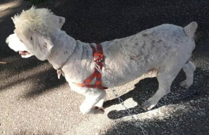 Cachorro ra a Poodle  idade 3 anos nome Fred 