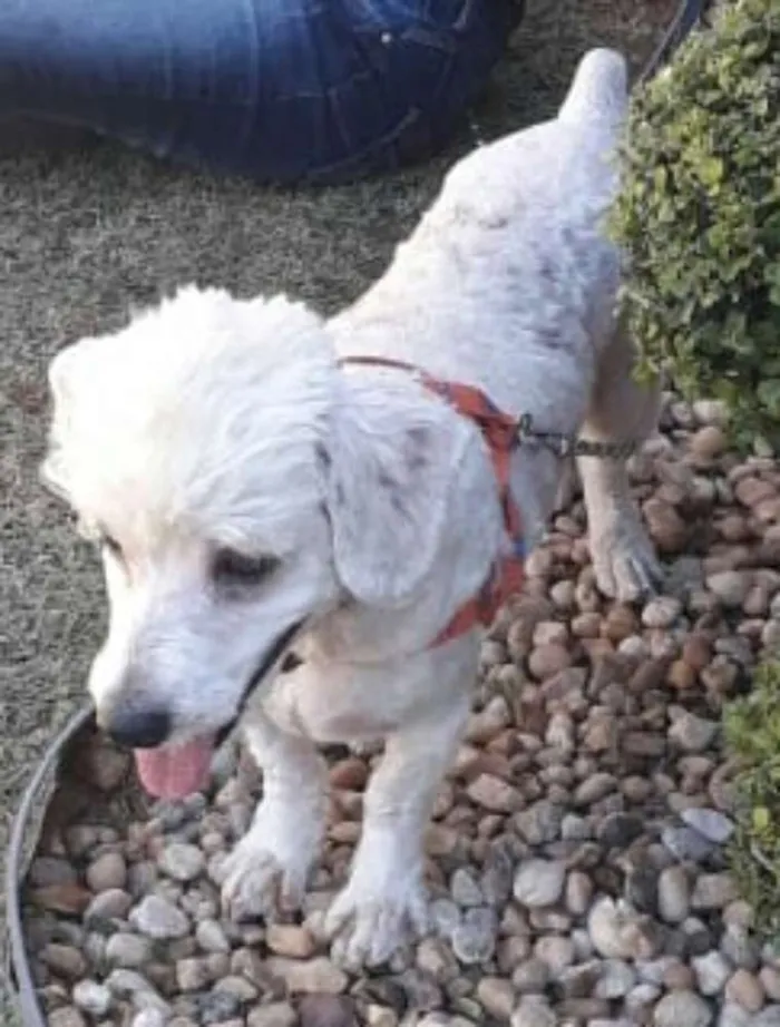 Cachorro ra a Poodle  idade 3 anos nome Fred 