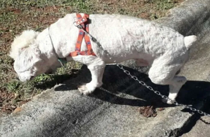 Cachorro ra a Poodle  idade 3 anos nome Fred 