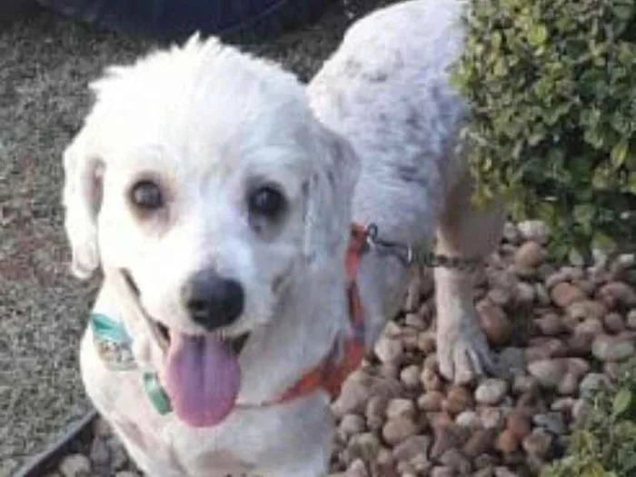 Cachorro ra a Poodle  idade 3 anos nome Fred 