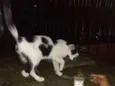Bigoduda e floquinho