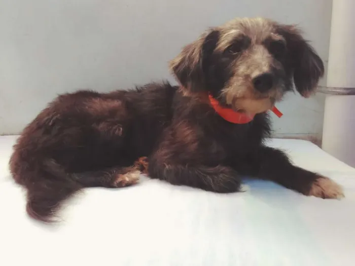 Cachorro ra a SRD idade 3 anos nome Menina 