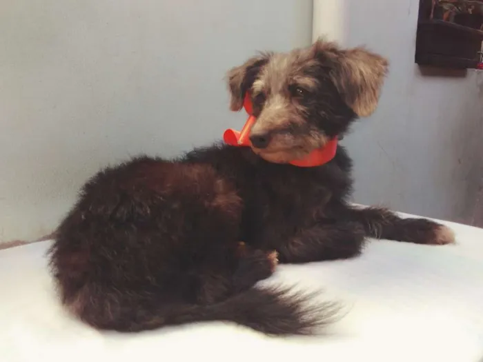 Cachorro ra a SRD idade 3 anos nome Menina 