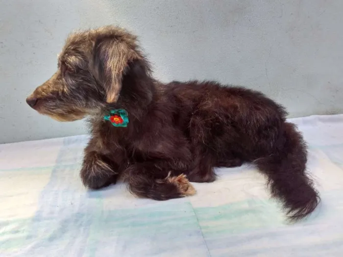 Cachorro ra a SRD idade 3 anos nome Menina 