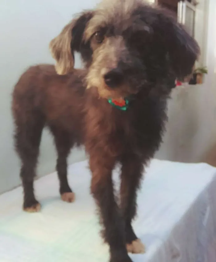 Cachorro ra a SRD idade 3 anos nome Menina 