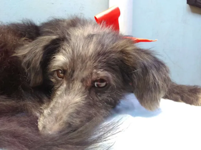 Cachorro ra a SRD idade 3 anos nome Menina 