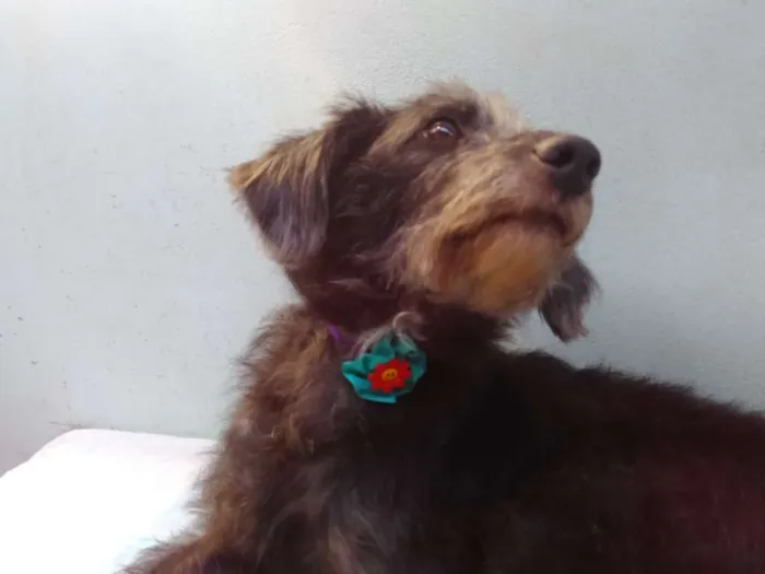 Cachorro ra a SRD idade 3 anos nome Menina 