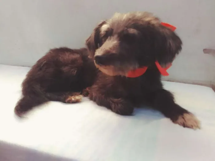 Cachorro ra a SRD idade 3 anos nome Menina 
