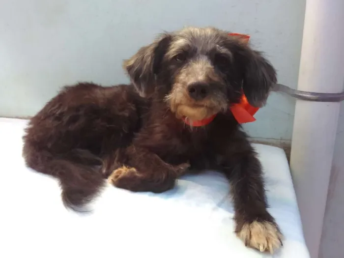 Cachorro ra a SRD idade 3 anos nome Menina 
