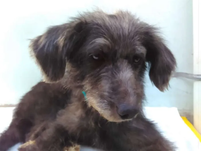 Cachorro ra a SRD idade 3 anos nome Menina 