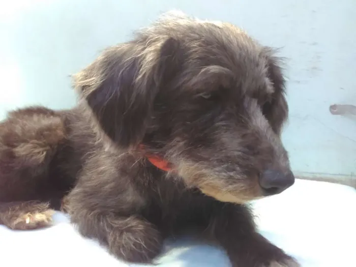 Cachorro ra a SRD idade 3 anos nome Menina 