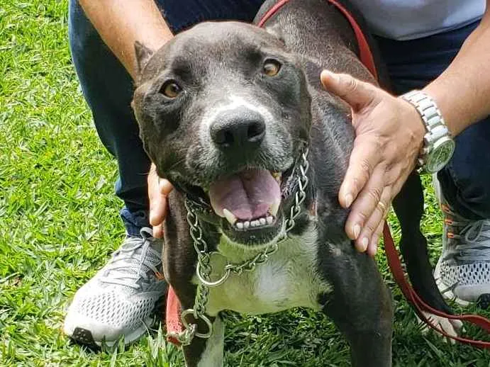 Cachorro ra a Pitbull idade 6 ou mais anos nome FERGUS 
