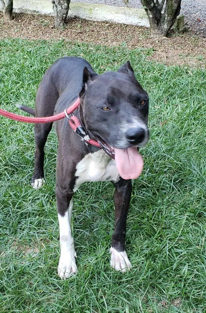 Cachorro ra a Pitbull idade 6 ou mais anos nome FERGUS 