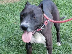 Cachorro raça Pitbull idade 6 ou mais anos nome FERGUS 