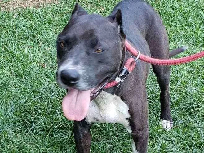 Cachorro ra a Pitbull idade 6 ou mais anos nome FERGUS 