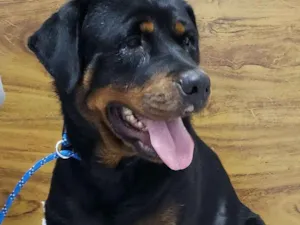 Cachorro raça Rottweiler idade 4 anos nome CHER