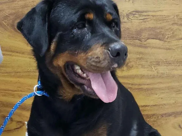Cachorro ra a Rottweiler idade 4 anos nome CHER