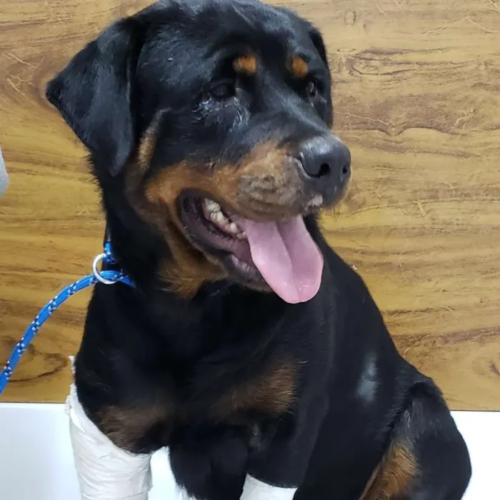 Cachorro ra a ROTTWEILER  idade 4 anos nome CHER