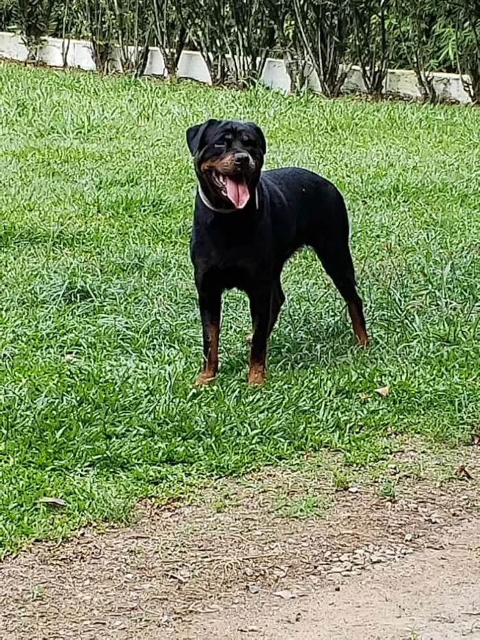 Cachorro ra a ROTTWEILER  idade 4 anos nome CHER