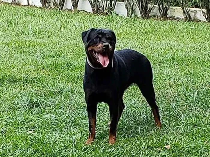 Cachorro ra a ROTTWEILER  idade 4 anos nome CHER
