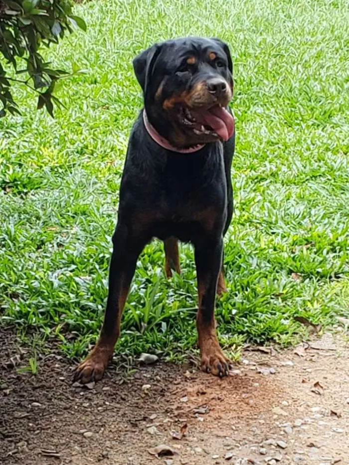 Cachorro ra a ROTTWEILER  idade 4 anos nome CHER
