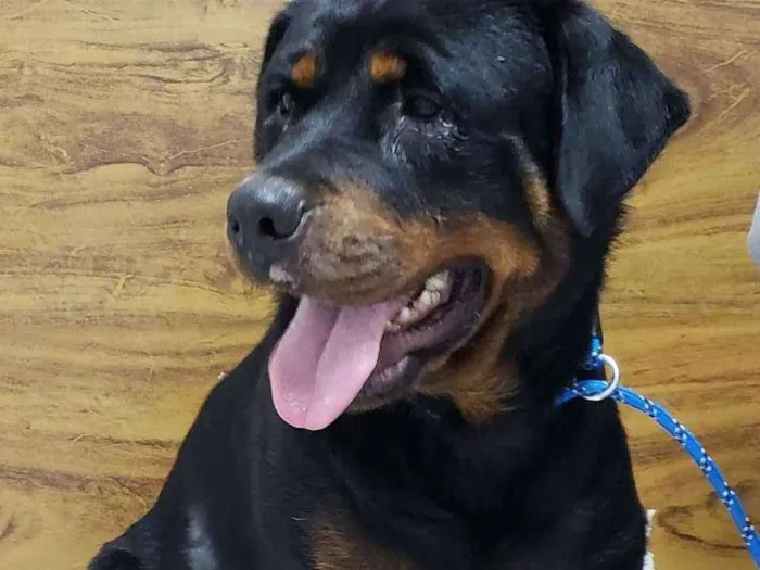 Cachorro ra a ROTTWEILER  idade 4 anos nome CHER