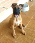 Fiona ou tufão 