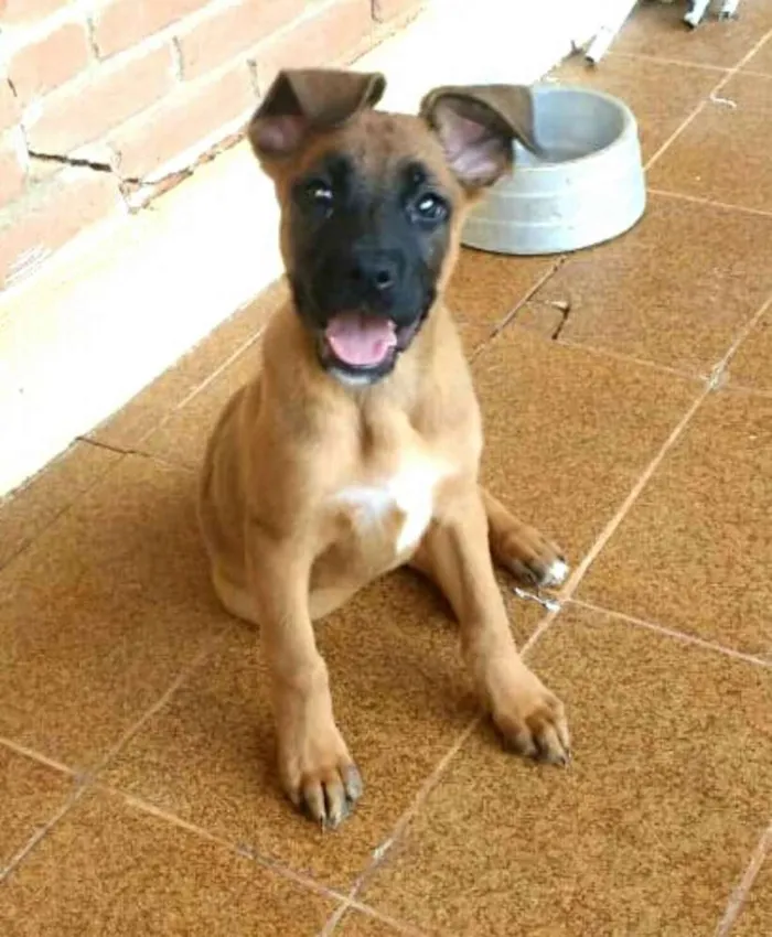 Cachorro ra a Boxer com Pastor Alemão  idade 2 a 6 meses nome Fiona ou tufão 