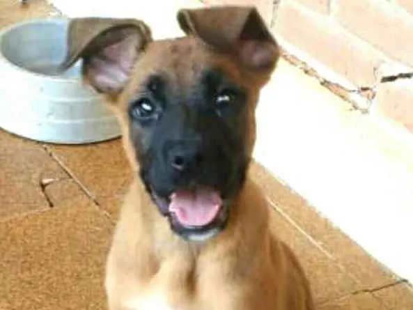 Cachorro ra a Boxer com Pastor Alemão  idade 2 a 6 meses nome Fiona ou tufão 