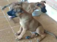 Fiona ou tufão 
