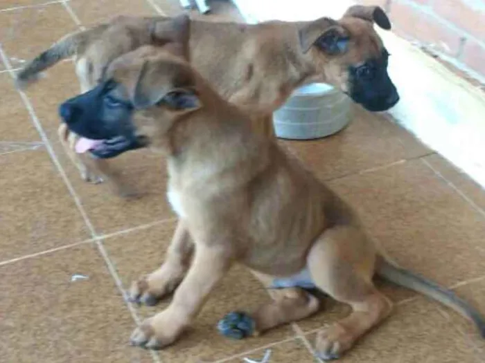 Cachorro ra a Boxer com Pastor Alemão  idade 2 a 6 meses nome Fiona ou tufão 