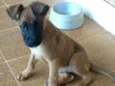 Fiona ou tufão 