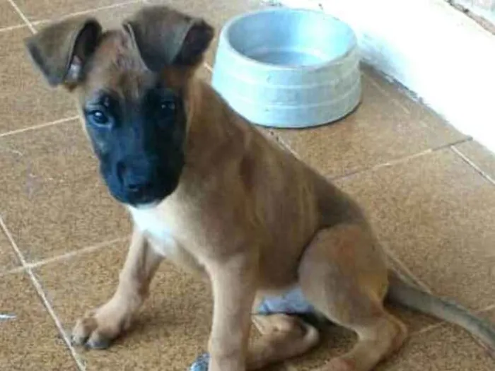 Cachorro ra a Boxer com Pastor Alemão  idade 2 a 6 meses nome Fiona ou tufão 