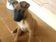 Fiona ou tufão 