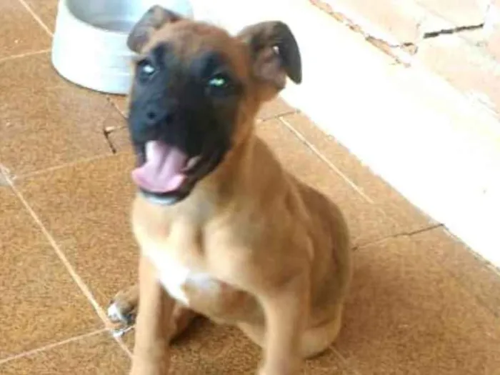 Cachorro ra a Boxer com Pastor Alemão  idade 2 a 6 meses nome Fiona ou tufão 