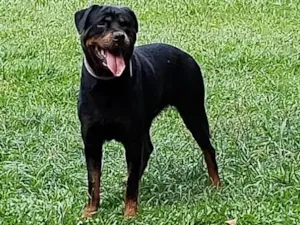 Cachorro raça ROTTWEILER  idade 4 anos nome CHER