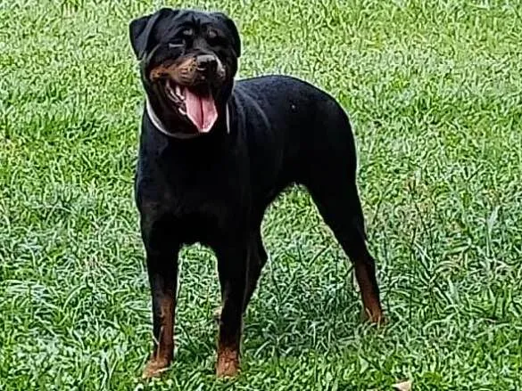 Cachorro ra a ROTTWEILER  idade 4 anos nome CHER