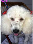 Mel poodle 