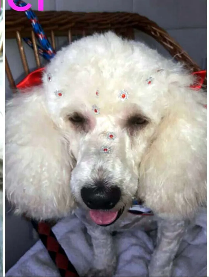 Cachorro ra a Poodle  idade 5 anos nome Mel poodle 
