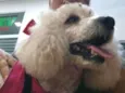 Mel poodle 