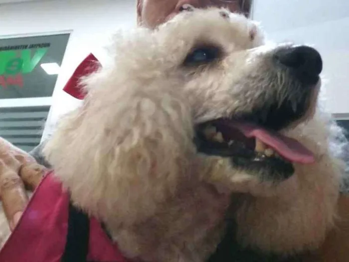 Cachorro ra a Poodle  idade 5 anos nome Mel poodle 