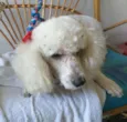 Mel poodle 