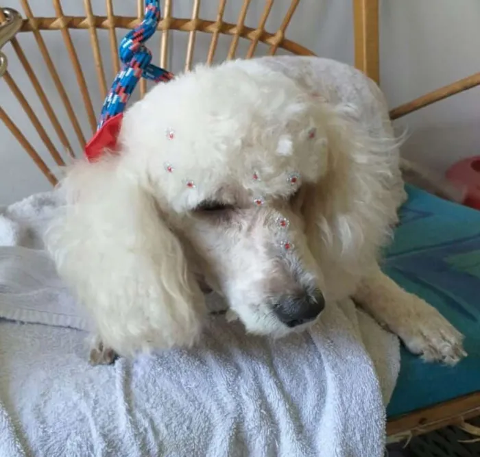 Cachorro ra a Poodle  idade 5 anos nome Mel poodle 