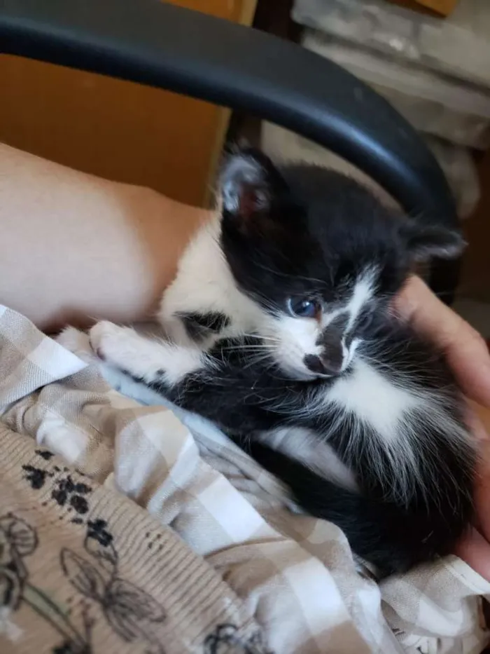 Gato ra a ND idade Abaixo de 2 meses nome Leroy