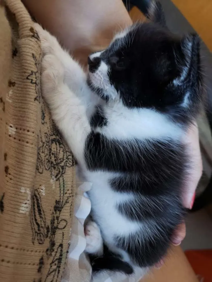 Gato ra a ND idade Abaixo de 2 meses nome Leroy