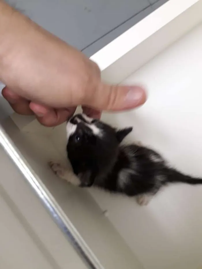 Gato ra a ND idade Abaixo de 2 meses nome Leroy