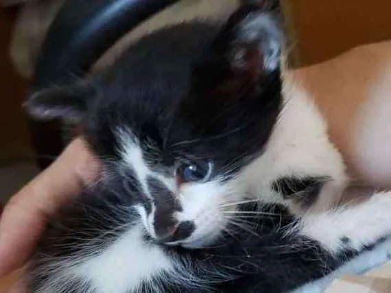 Gato ra a ND idade Abaixo de 2 meses nome Leroy